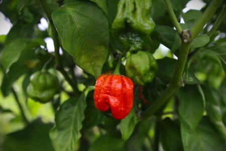 7 Pot Lucy
