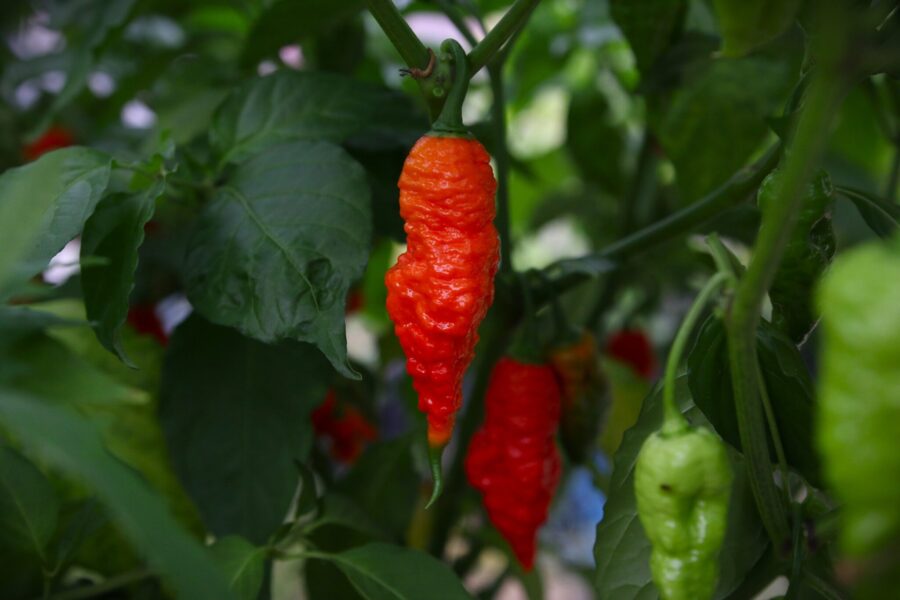 Röda 7 Pot Barrackpore-frukter med karaktäristisk skrynklig yta