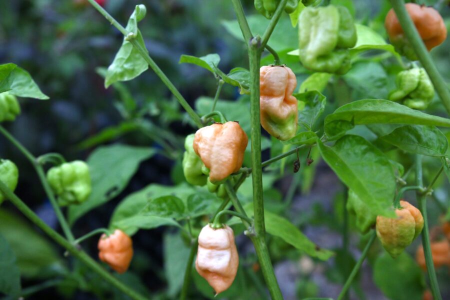 Persikofärgade Bane Strain Peach-chilifrukter med skrynklig superhot-yta
