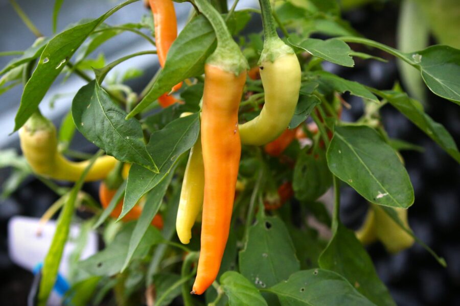 Orange Portokolova Fifironka-chilifrukter med upprätt växtsätt