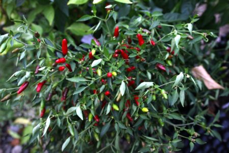 Thai Hot Ornamental