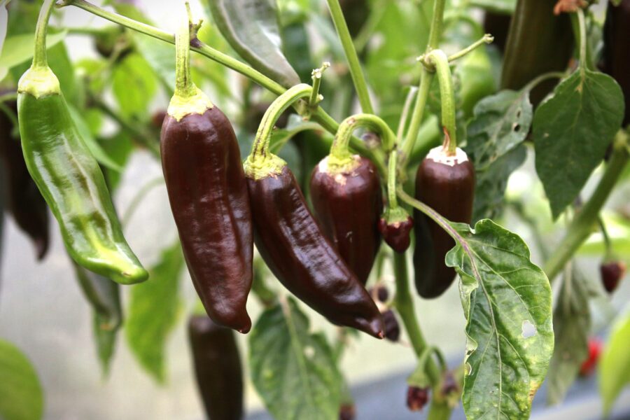 Bruna koniska Brown Berber-chilifrukter med upprätt växtsätt