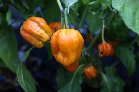 Papa Joe's Scotch Bonnet