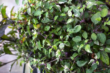 Jigsaw Variegated