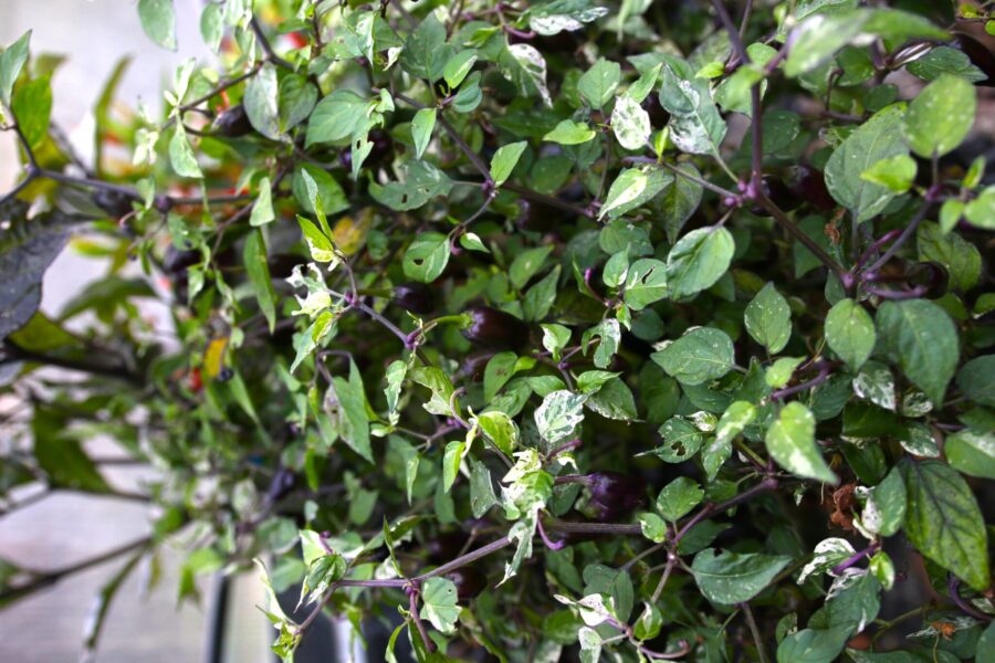 Jigsaw Variegated-planta med brokiga gröna och vita blad