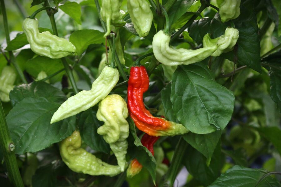 Röda Super Bhut Jolokia JW-frukter med karaktäristisk skrynklig yta
