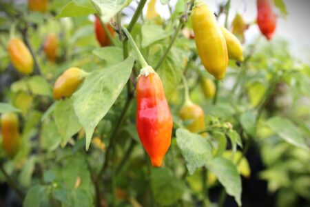 Aji Flor Morado