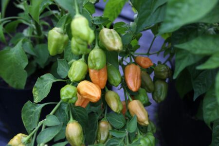 Aji Mango Stumpey