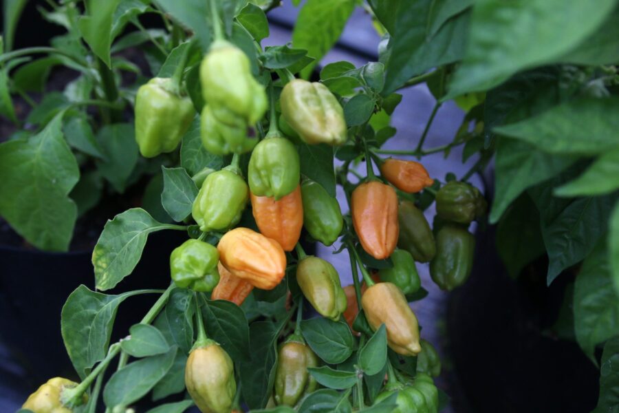 Mogna orange Aji Mango Stumpey-frukter på kompakt planta
