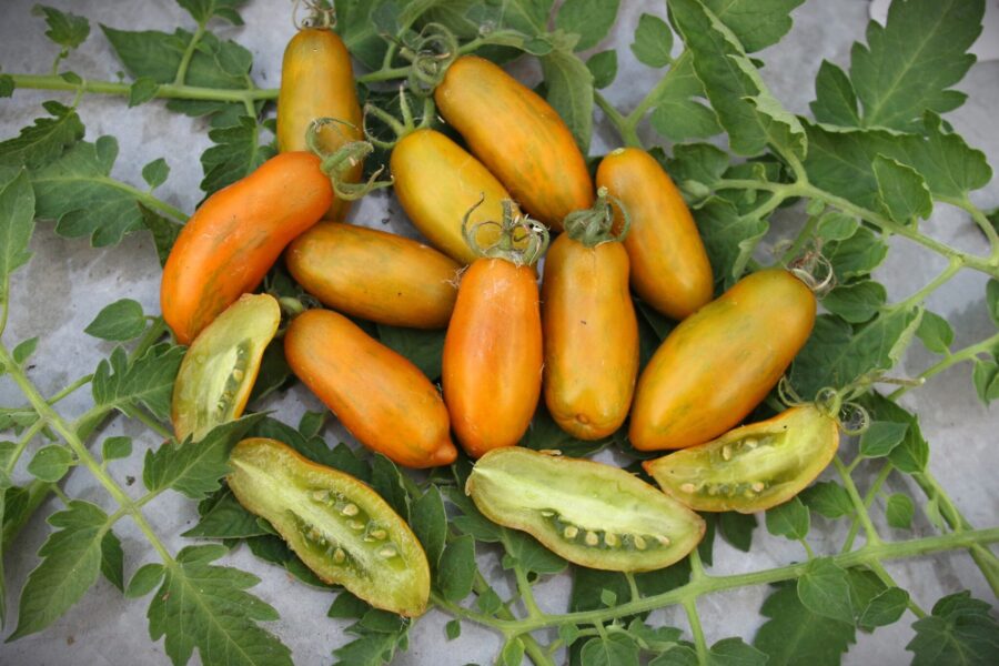Gula Favorie de Bretagne Cascading-tomater i hängande klasar