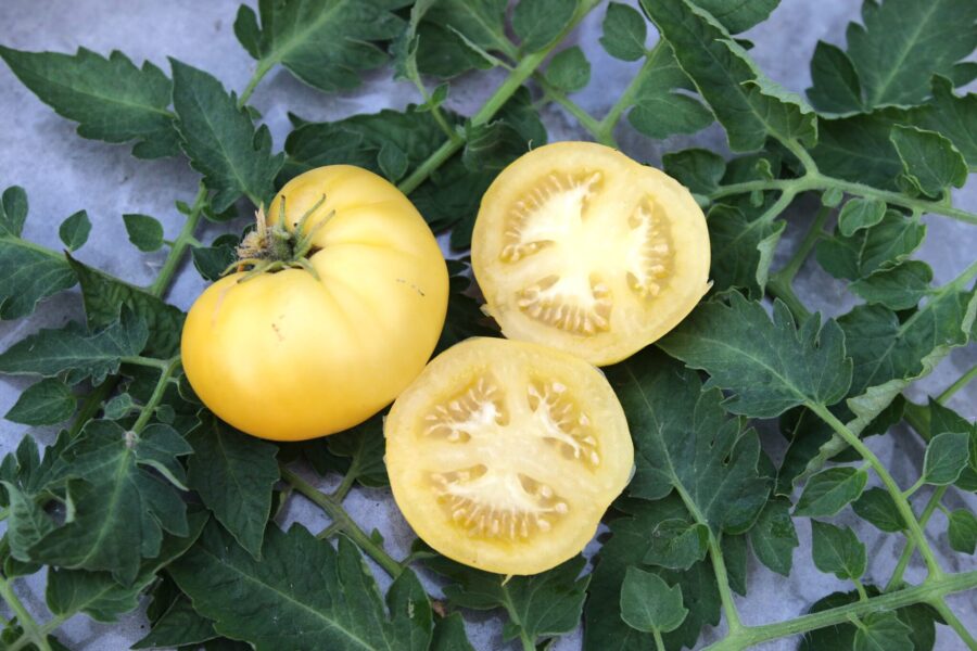 Citrongula Citron Compact-tomater på kompakt planta