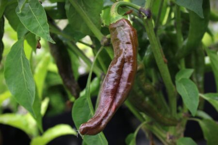 Ecuadorian Brown