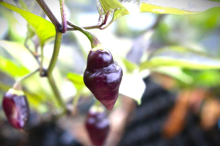 Lila tårdroppsformade Chupetinho Purple-chilifrukter i riklig skörd