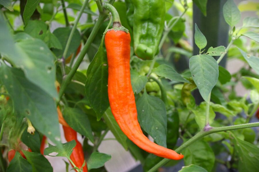 Klarorange NuMex Sunset-chilifrukter i New Mexico-stil