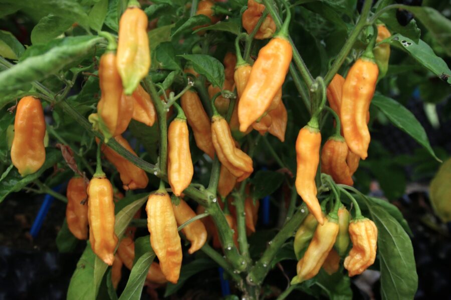 Persikofärgade Bhut Jolokia Elongate Peach-frukter