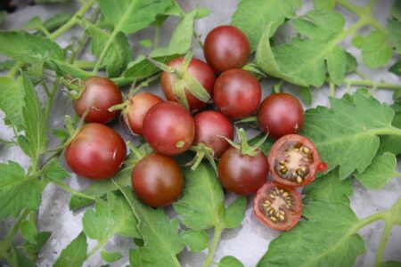 Chocolate Cherry