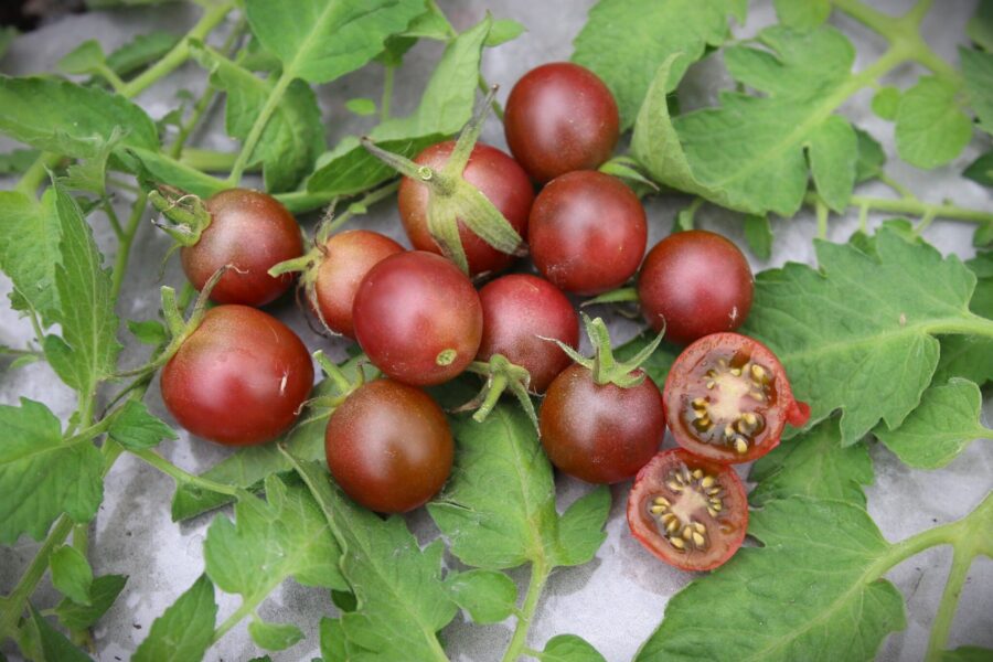 Mörkbruna Chocolate Cherry-körsbärstomater med chokladaktig färg