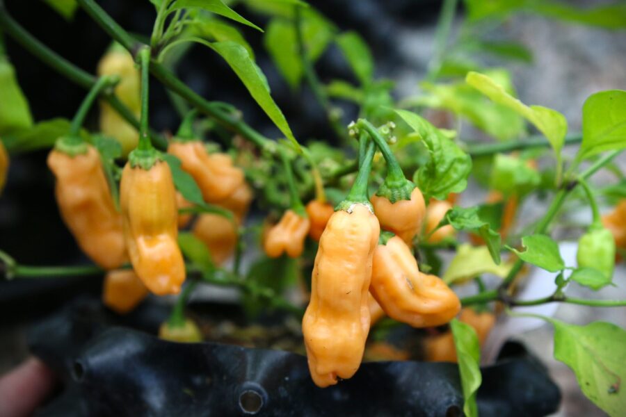 Persikafärgade Habanero Lightning Peach-chilifrukter