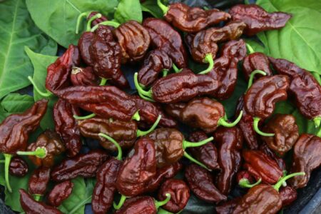 Chocolate Reaper Brains