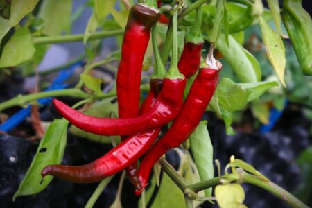 Aji Cacho de Cabra