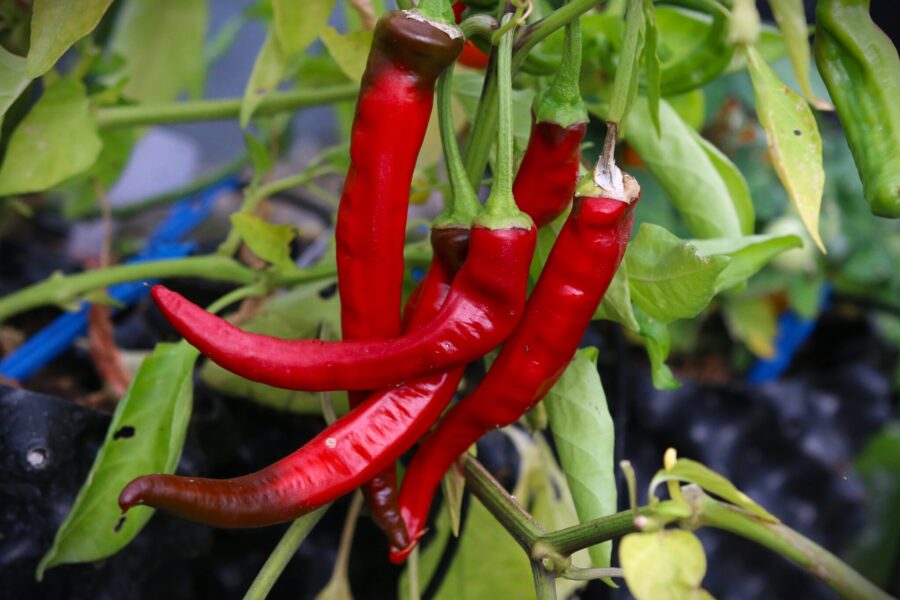 Röda hornformade Aji Cacho de Cabra chilifrukter