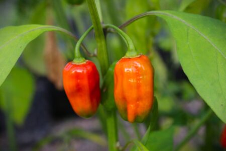 Habanero African