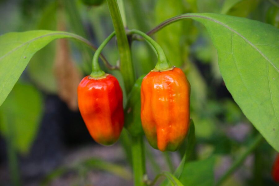 Röda Habanero African chilifrukter