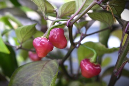 Cheiro Roxa