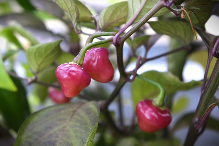 Lila-rosa Cheiro Roxa chilifrukter med karakteristisk färg