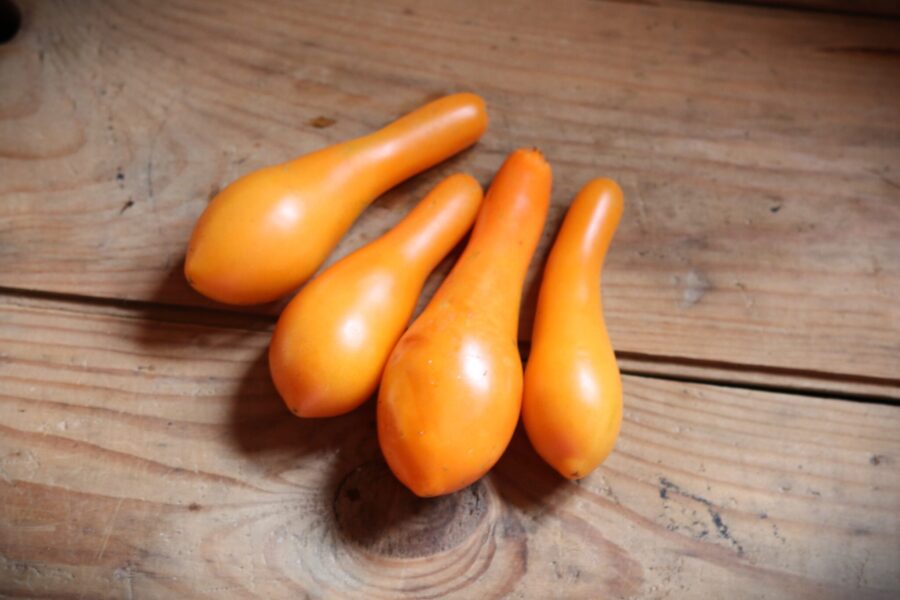 Orangea päronformade Mila-körsbärstomater i klase