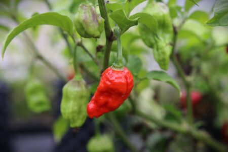 Bhut Jolokia Assam
