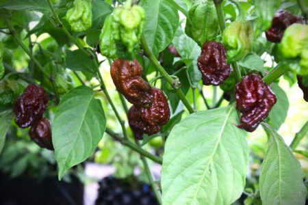 Trinidad Moruga Scorpion Chocolate