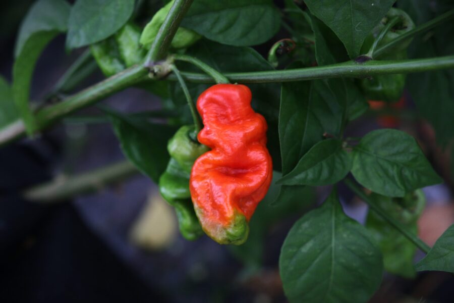 Röda skrynkliga 7 Pot Red-chilifrukter från Trinidad