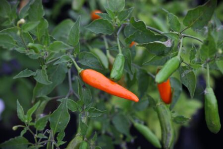 Aji Little Finger Orange