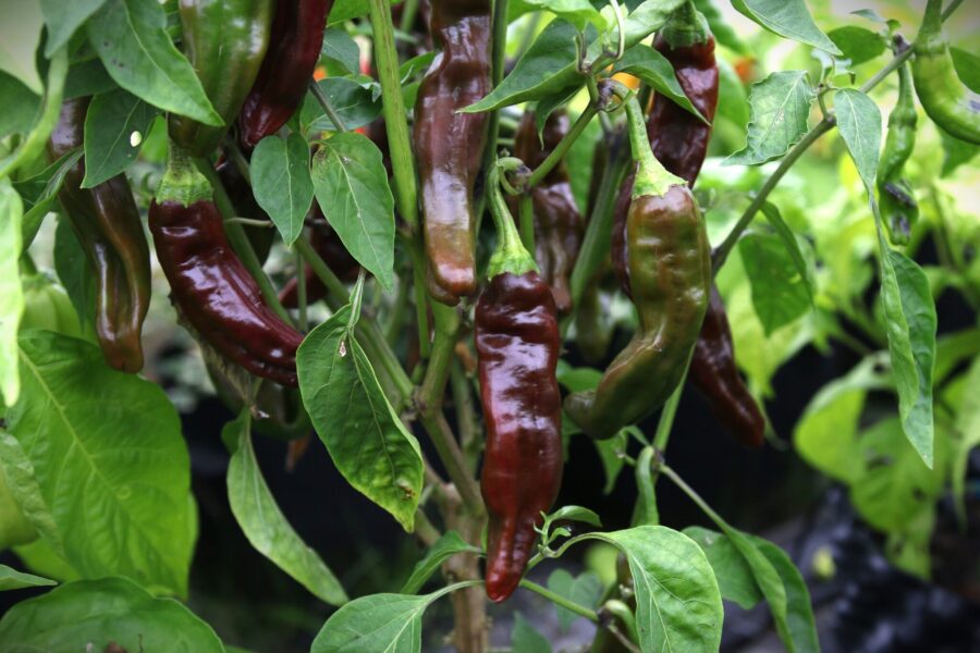 Bruna Ethiopian Brown-chilifrukter torkade för berbere