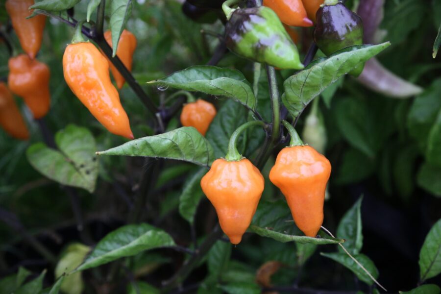 Orange Zambia-chilifrukter från Afrika