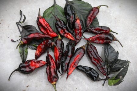 Naga Tiger D.D