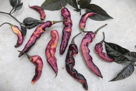 Purple Serpent