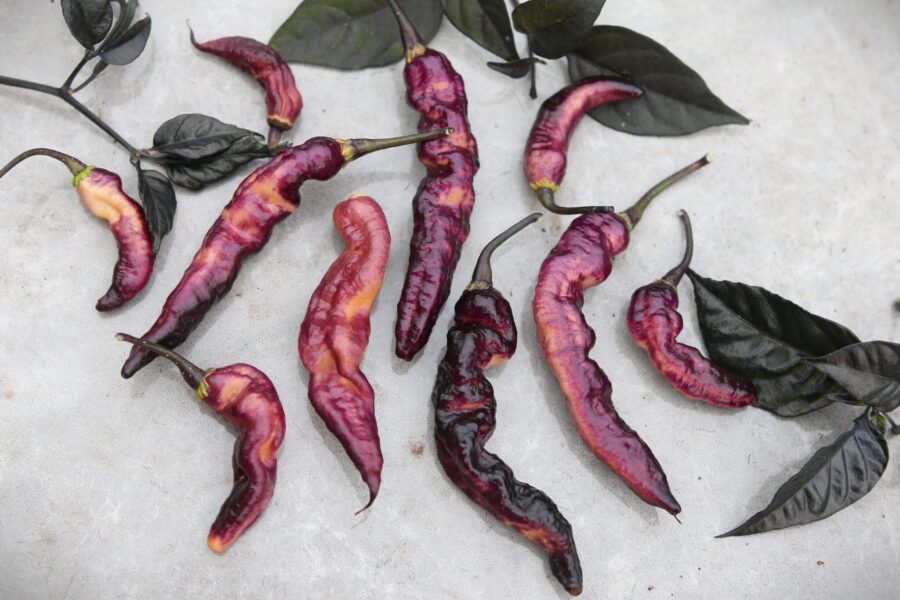Purpurfärgade Purple Serpent-chilifrukter med krökt form