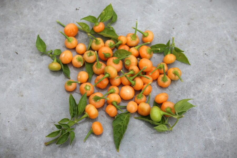 Små aprikosfärgade Aji Charapita Peach-frukter på busken
