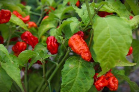 7 Pot Chaguanas Red