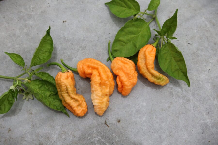 Persikofärgade Bhut Jolokia Peach WM-frukter med skrynklig yta