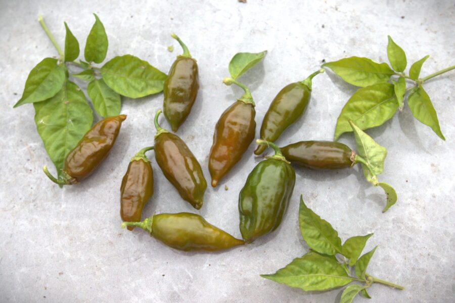 Mogna gröna EverGreen habanero-chilifrukter
