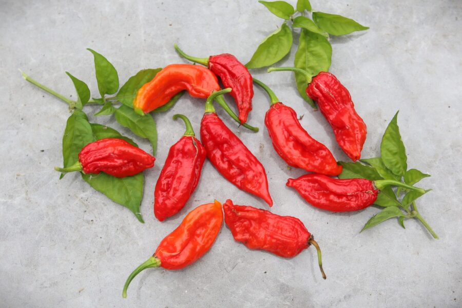 Mogen röd Improved Naga-chilifrukt