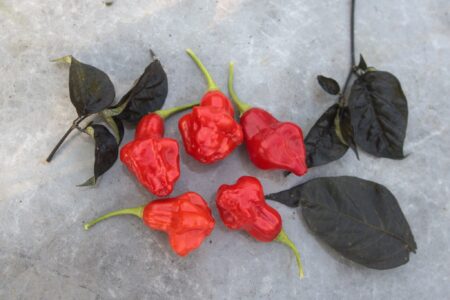 Aji Fantasy Red