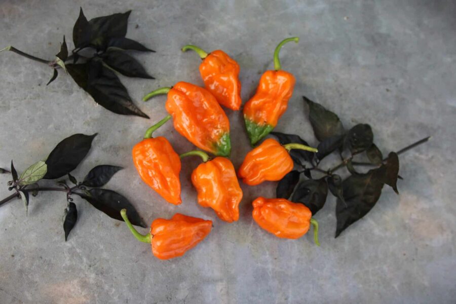 Orange Ripple chilifrukter med karakteristisk Reaper-svans