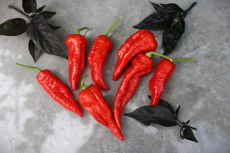 Röda pilformade Arrowhead-chilifrukter på plantan
