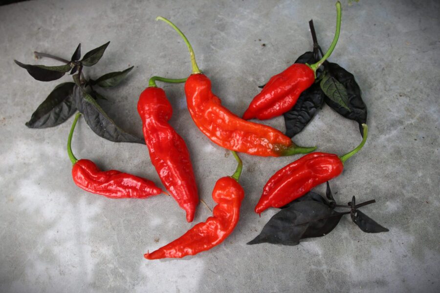 KS Misery Sweet-chili med svarta och röda frukter
