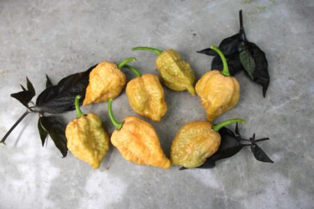 Golden Reaper