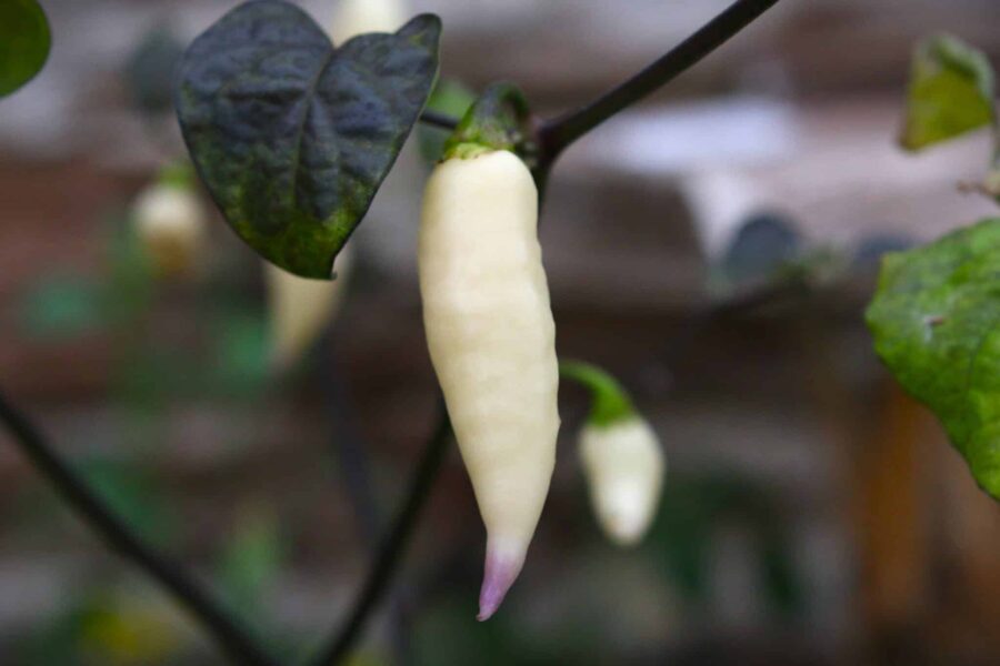 Vitlila Jay's x Pink x Reaper Lemon-chilifrukter med dramatisk färgvändning